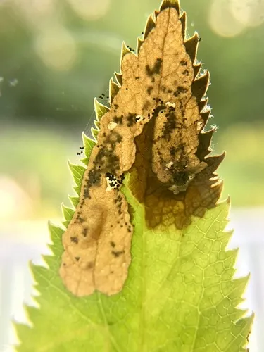 Epermenia pimpinella
