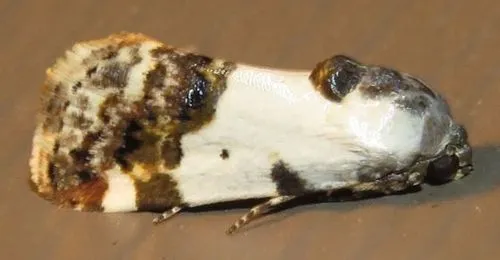 Tarache abdominalis
