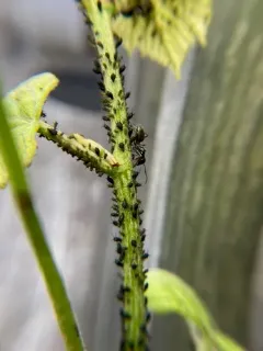 grapevine aphid thumbnail 3