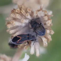 Melacoryphus admirabilis thumbnail 1
