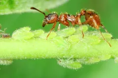 Box Elder Aphid thumbnail 2