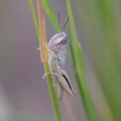 Large-headed Grasshopper thumbnail 3