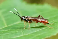 Taxonus pallidicornis thumbnail 1