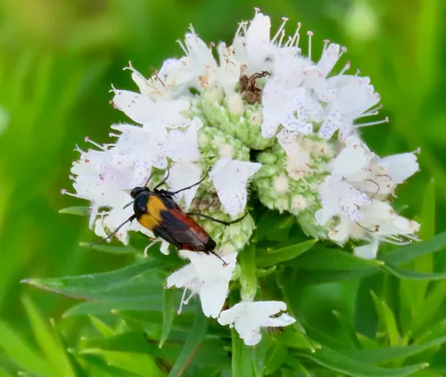 Macrosiagon flavipennis