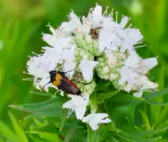 Macrosiagon flavipennis thumbnail 1