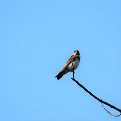 Northern Rough-winged Swallow thumbnail 4