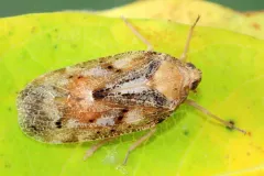 Cixidia variegata thumbnail 1