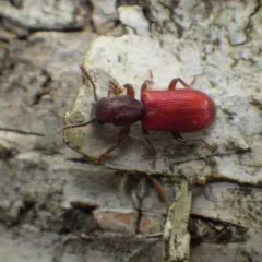 Blood-colored Checkered Beetle thumbnail 1
