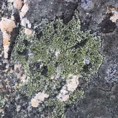 yellow map lichen thumbnail 2
