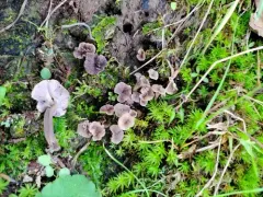 Craterellus subundulatus thumbnail 1