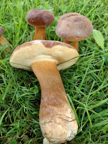 Tylopilus ferrugineus