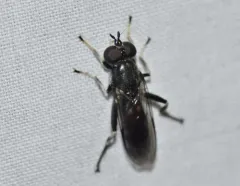 Two-spotted Leafwalker thumbnail 2