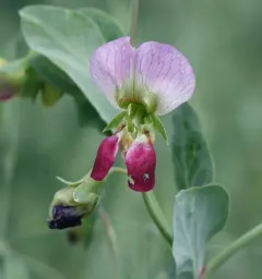 Common Pea thumbnail 2