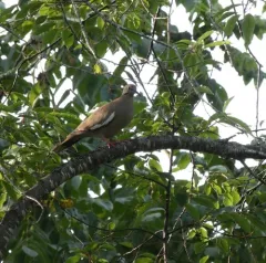 White-winged Dove thumbnail 2