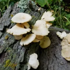 pale oyster thumbnail 4
