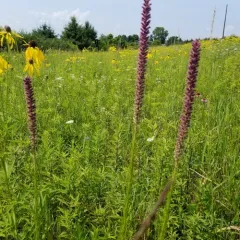 prairie blazing star thumbnail 4