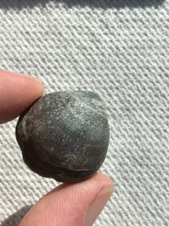 Hemithiris psittacea thumbnail 1