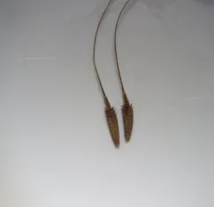 horned dandelion thumbnail 4