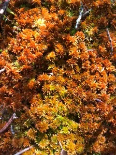 Sphagnum lenense thumbnail 2