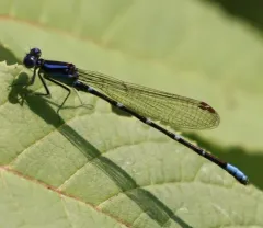 Blue-ringed Dancer thumbnail 4