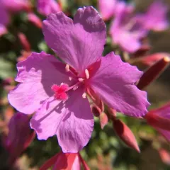 siskiyou mountains willowherb thumbnail 4