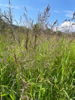 Broadleaf Arctagrostis thumbnail 3