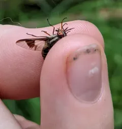 Sacken's Deer Fly thumbnail 4