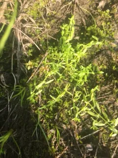 Autumnal Water-starwort thumbnail 2