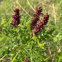 Fragrant Indigobush thumbnail 2