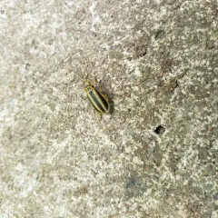 Goldenrod Leaf Beetle thumbnail 3