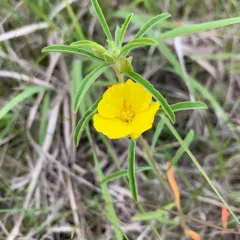 yellow sundrops thumbnail 3