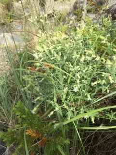 Menzies' Campion thumbnail 4