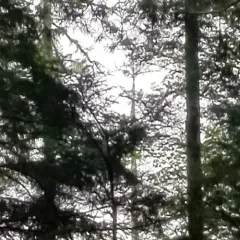 American Goshawk thumbnail 4