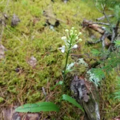 White-fringed Orchid thumbnail 3