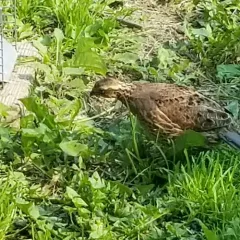 Northern bobwhite