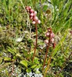 lesser wintergreen thumbnail 2