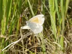 Large Heath thumbnail 1