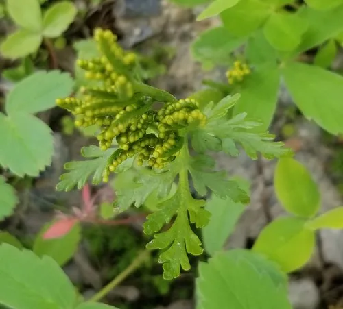 lanceleaf moonwort