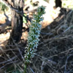 Elegant Rein Orchid thumbnail 2