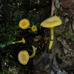 shining waxcap thumbnail 1