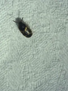Mycetophagus serrulatus thumbnail 2