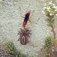 Rusty Spider Wasp thumbnail 3