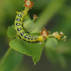 Leafy Spurge Hawkmoth thumbnail 4