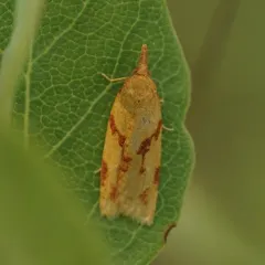 One-lined Sparganothis Moth thumbnail 2