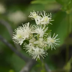 Western White Clematis thumbnail 4