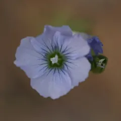 common flax thumbnail 4