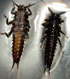 Knobbed Salmonfly thumbnail 3