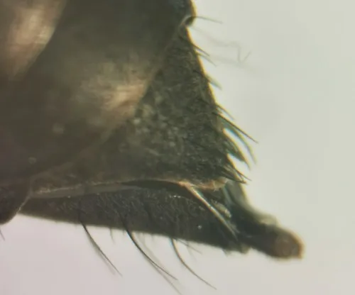 Anoplius nigritus