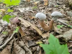 Hypomyces melanocarpus thumbnail 4
