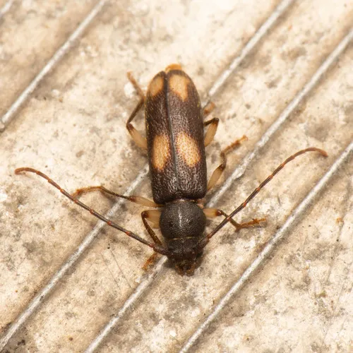 Ash and Privet Borer